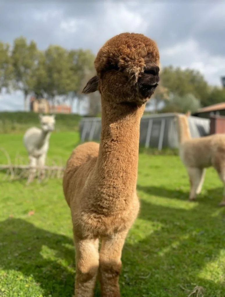 Alberto