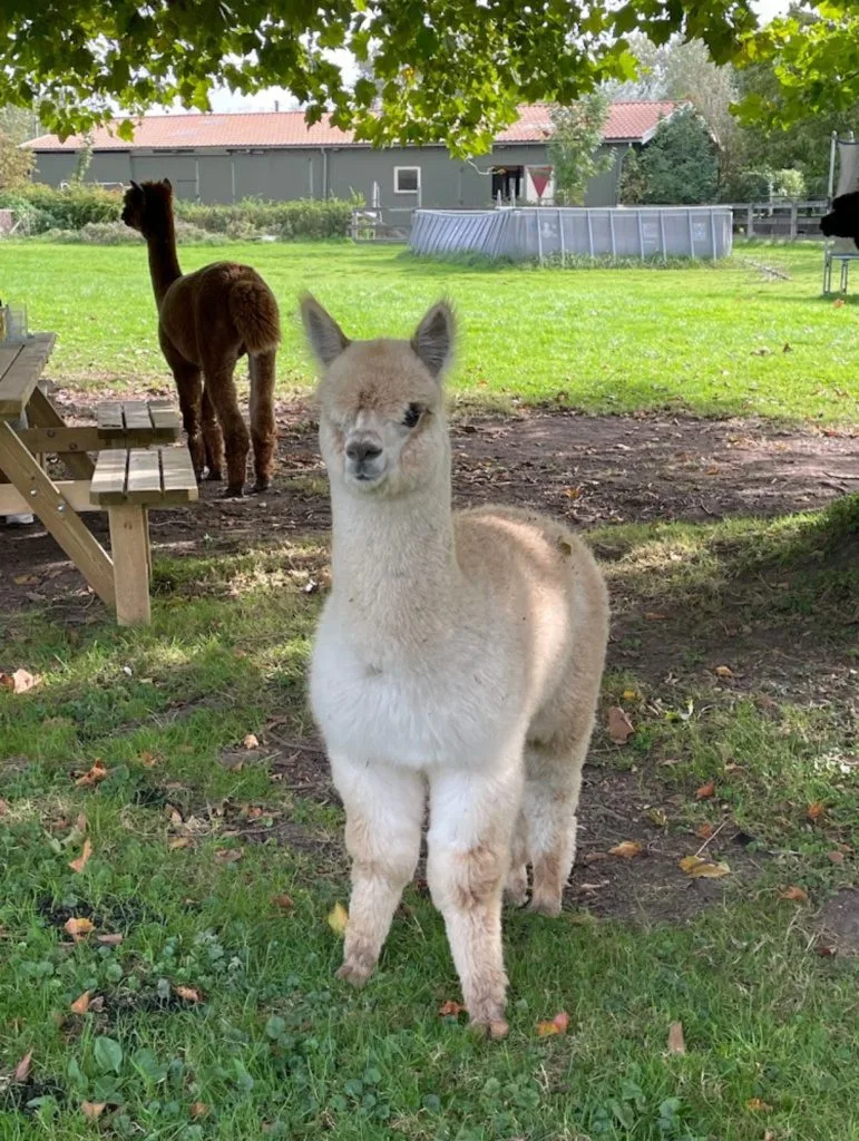 Bambi
