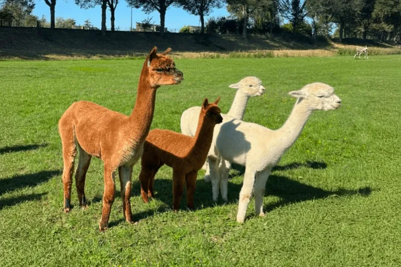 Groep alpaca's grazen vredig in een groen weiland bij Alpacaboerderij Dordrecht