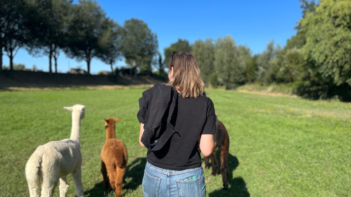 Alpaca high tea
