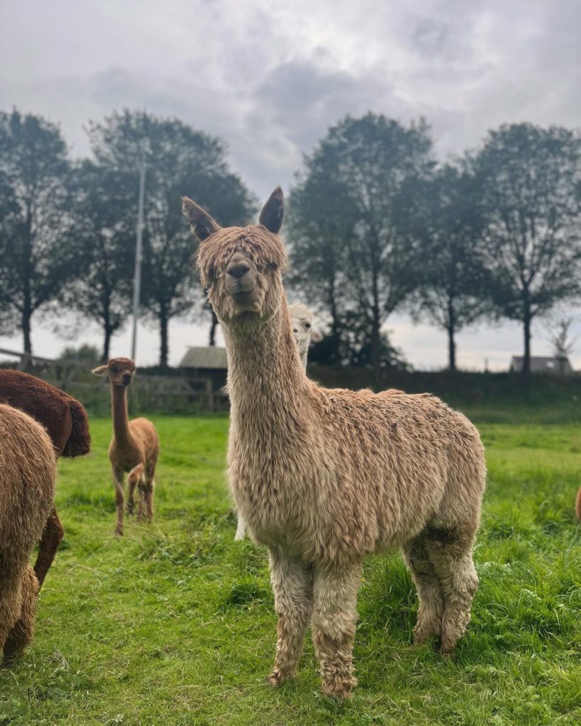 Alpaca Chico
